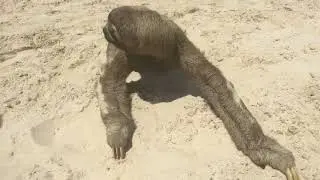 En una sesión de fotos nos encontramos un Oso Perezoso
