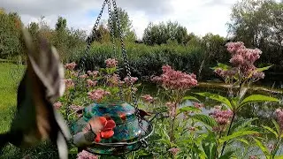 arguing hummingbirds