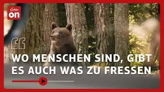 Die Bären kommen: Drohen rumänische Verhältnisse? | BLICKWECHSEL. Das Nachrichtenmagazin