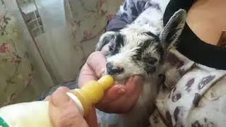Обработка и уход за козлятами.