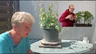 Fieldmaple 'Big Boy Tony' bonsai (short)