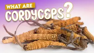 The Astounding Benefits of Cordyceps