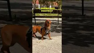 NO reconozco a mi PAPÁS!😱💖 #perrosalchicha #dachshund #shorts #humor