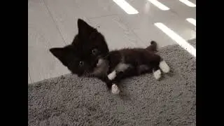 #Я ЧЁТА ПОСЛЕДНИЕ ВРЕМЯ ПОПРАВИЛСЯ 😂😂😂😂 топ вайны