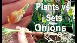 BEST ONION to GROW Egyptian Walking Onions Grow from Sets or Plants Container Gardening  Food Forest