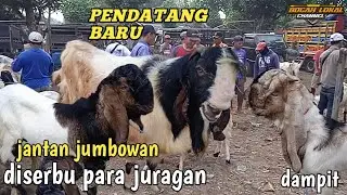 TERUPDATE HARI INI‼️HARGA KAMBING JANTAN JUMBOAN  DI  PASAR DAMPIT  DI TGL 29 OKT 2024