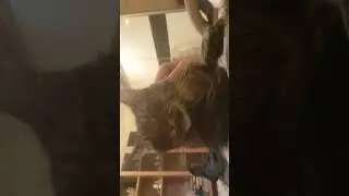 Любительница спать у меня на животе