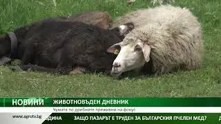 Чумата по дребните преживни на фокус