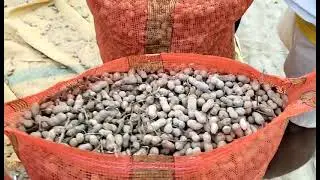 hmare ya mungfali nikalte huye##viralvideo #youtubevlog#trending