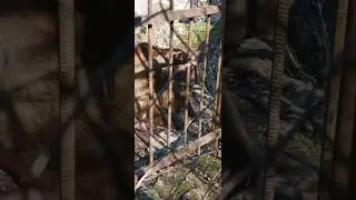 Мишки в зоопарке