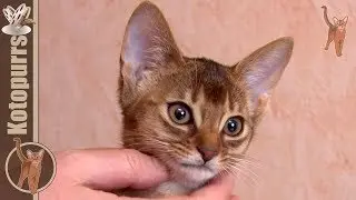 Authenthic kitten's purring [kotopurrs]
