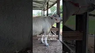 น้องโดนัท อายุ16ด.ค่าตัว2ล้าน