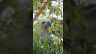 Macaquinhos comendo na árvore.. tão fofo!! #cute #monkey #village #rurallife #freestyle