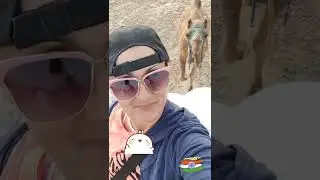 It's amazing #camel #ride #dunes around #Jaisalmer #india❣️ watch next episode after #sunset  😉❤️