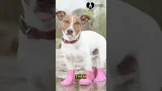 How to Take Care of Your Pets During Monsoon | Dr. Anand's Essential Tips.