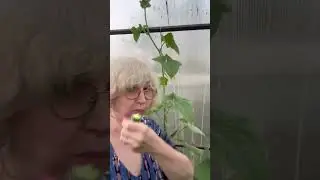 Формирование огурца #дачныесоветы