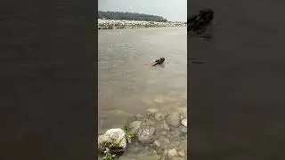 monkey swimming in kosi river|june 2024