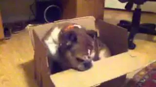 Bulldog finds way out of box