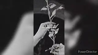 Поэт 21 века
