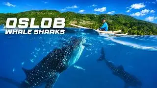 Whale Sharks Tourist Attraction at Oslob Philippines