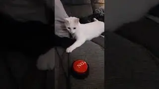 Nina vs No Button