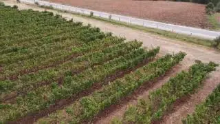 Arcadia Bağları Bakucha Wineyards Grape Üzüm Wine Lüleburgaz