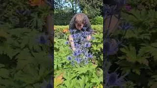 Tranquil Garden Walks