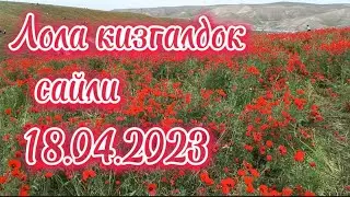 Андижон вилояти янги Андижон ропарасида лола кизгалдок сайли