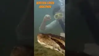 Northen green anaconda 