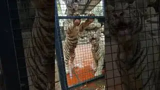 Playful tigers!!🐯🐯🐯