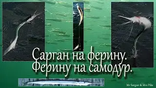 Сарган на  ферину. Ферину на самодур.