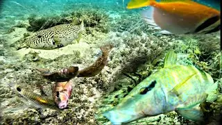 ganito nyo rin ba HULIHIN mga ISDANG ito??