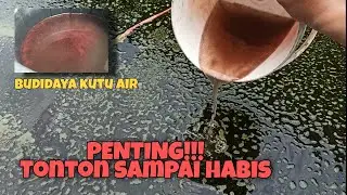 PENTING!! CARA INI SAAT BUDIDAYA KUTU AIR PAKAI KOTORAN PUYUH