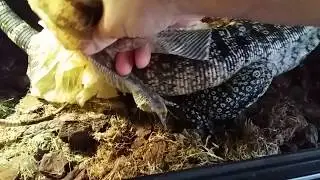 Our tegu beauty is sheding