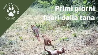 Primi giorni fuori dalla tana