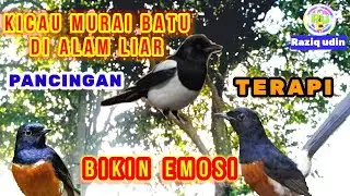 Pancingan Murai Batu100% / Kicau Burung Murai Batu Sore Hari Di alam Liar