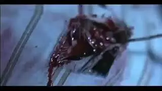 Ear To Ear - Gore Becomes Reality