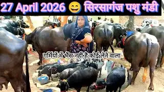 Sirsaganj Pashu Mela 27 April 2026 || पशु मेला सिरसागंज जिला फिरोजाबाद उत्तर प्रदेश #pashumandi 