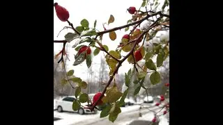 А снег скрып-скрып под ногами