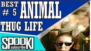 FUNNY VIDEO Best Animal thug Life #5