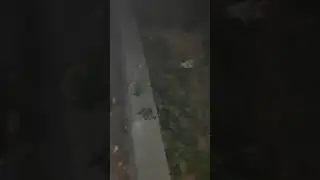 Камила увидела ёжика