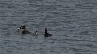 Grebes try to teach their young to eat fish.Futen proberen hun jong vis te leren eten