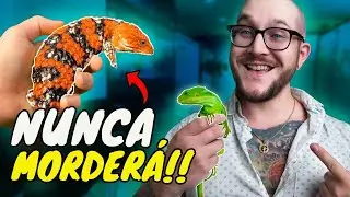 5 reptiles que NUNCA te morderán!