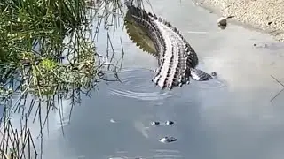 Why you shouldn't walk by the water in Florida 🐊