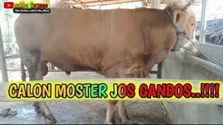 CALON MOSTER JOS GANDOS