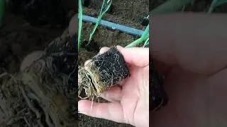 Высадка рассады лука порея в траншеи