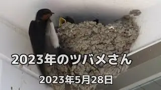 2023年5月28日のツバメさん【パパママ頑張る！】