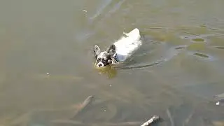 kira au lac et la pêche aux canard