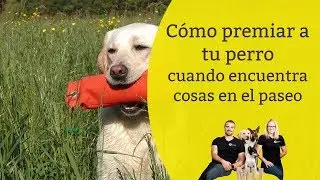 premiar a nuestro perro por encontrarse cosas y traerlas 😏