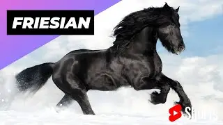 Friesian Horse 🐎 One Of The Most Beautiful Horses In The World 